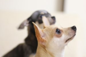 犬