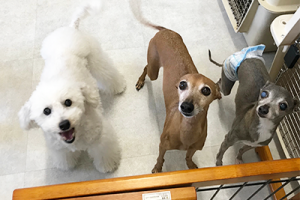 子犬の保育園